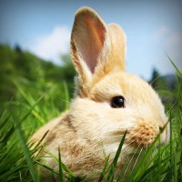 /album/rubicon/photolia-a03-jpg/