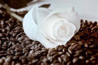 /album/rubicon/a1238814-426034834181481-2039607427-n-jpg/